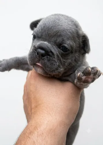 Bulldog francês
