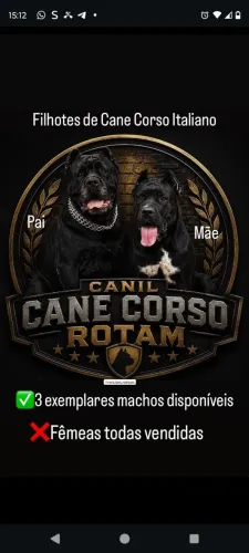 Cane corso filhote com pedigree 