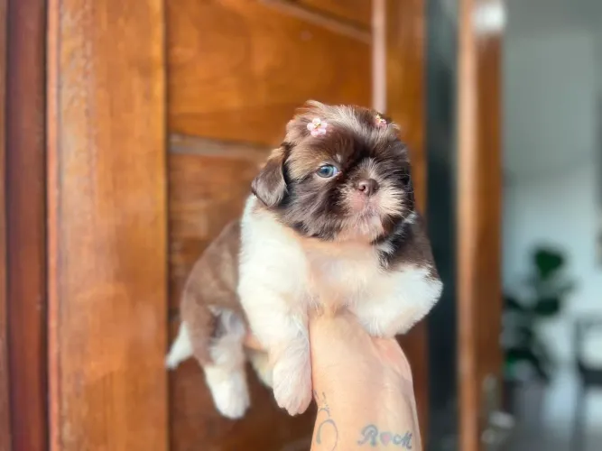 Perfeição lindos bebês de shih tzu