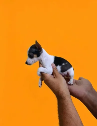 Pinscher