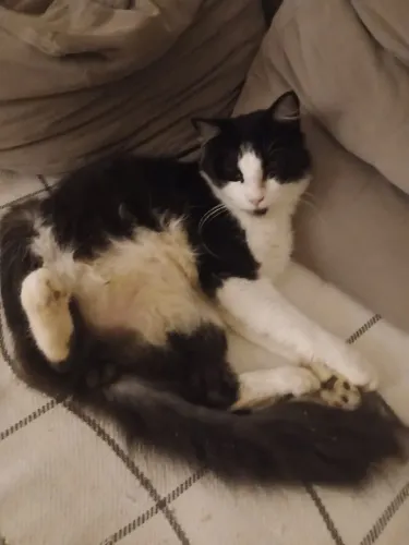 Gato para doação