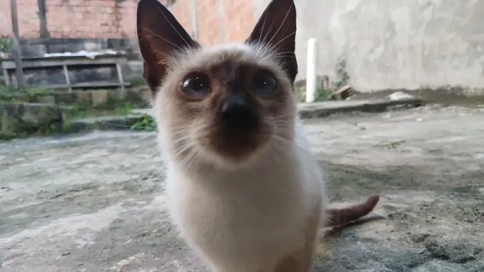 Adoção Responsável!