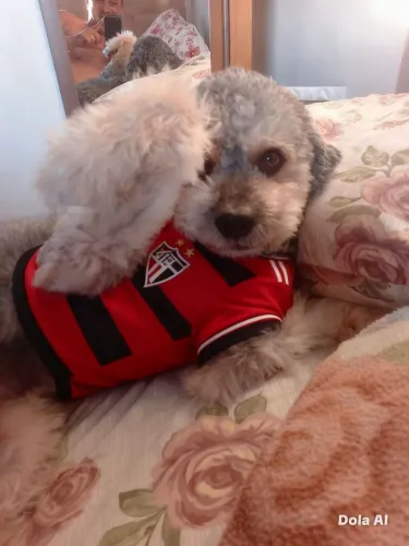 Poodle a procura de cruzar