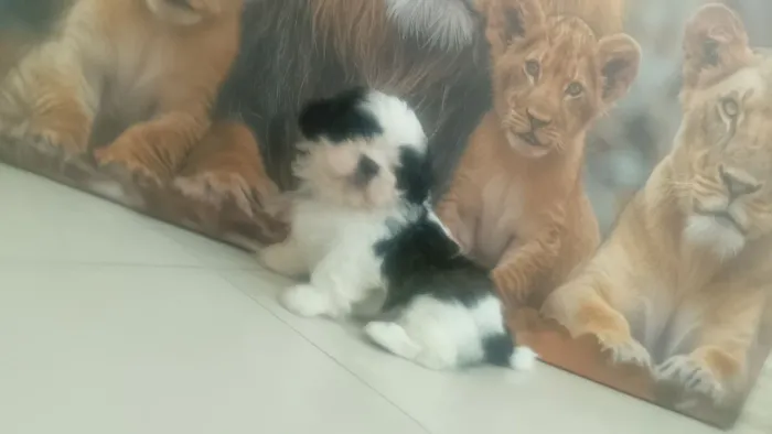 Shitzu macho mini lindos