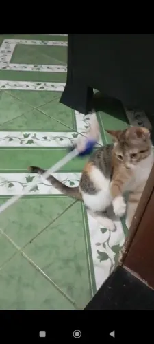 Gatinha pra doação