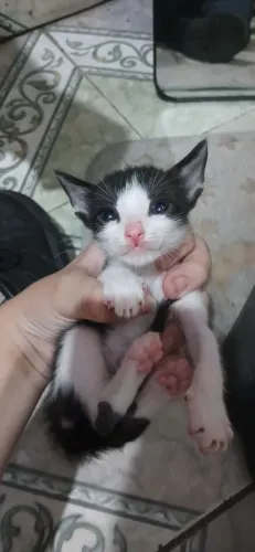 Doação de gatinhos