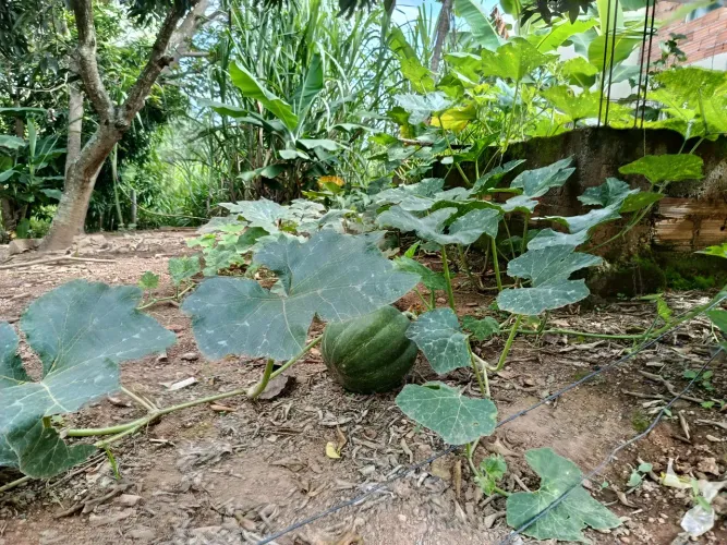 Ótima Chácara 3.000 M2, Casa, Rio Boa Água, Formada e Toda Plantada, Senador Canedo