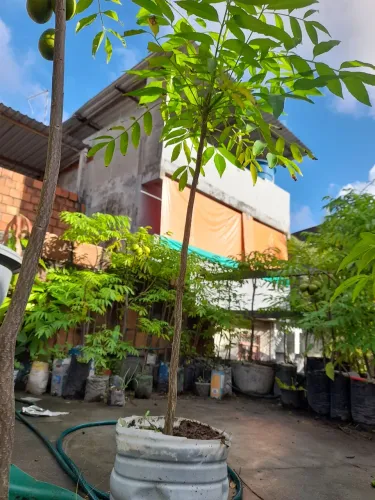 Muda de Cajarana Anã 