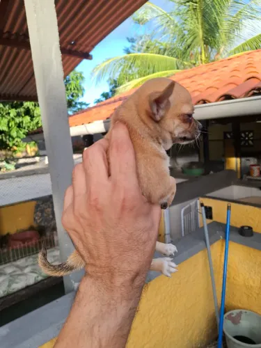Filhotes Chihuahua 