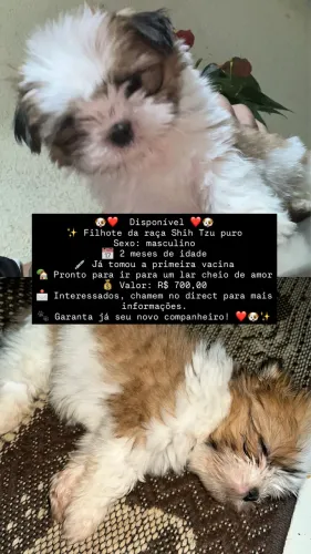 Cachorrinho