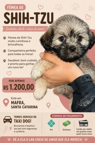 Shihtzu