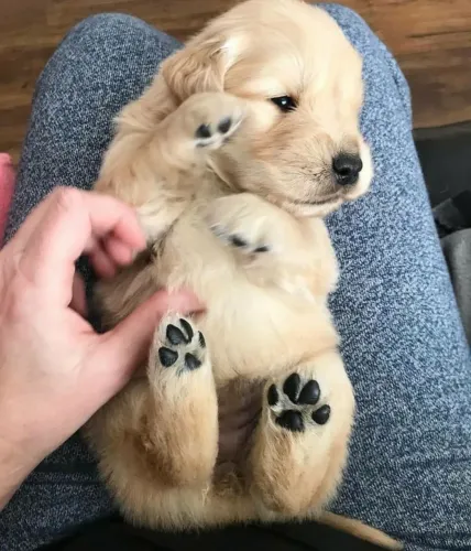 Golden adorável