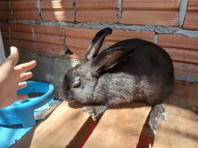 Coelhos
