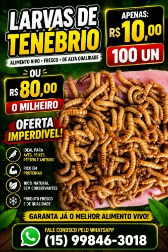 Tenébrios molitor e gigante