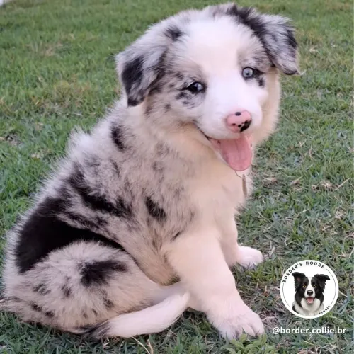 Border collie disponíveis para entrega!