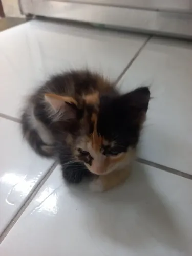 Gatinha para doação