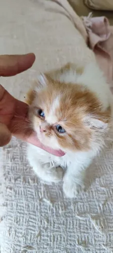 Gatinha Persa Laranja com Branco!! 