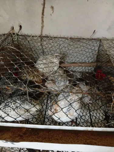 Codorna  gigante  para  abater ou para  recriar  