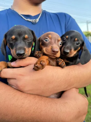 Filhote de salsichinha Cofap Dachshund