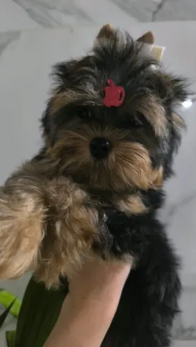 Yorkshire mini macho