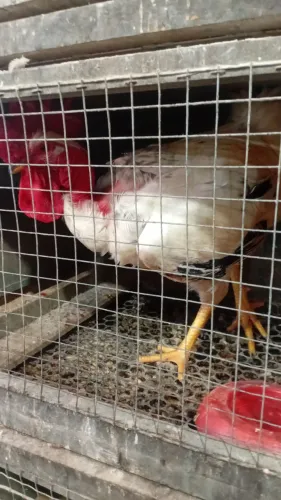 Casal pescoço pelado 