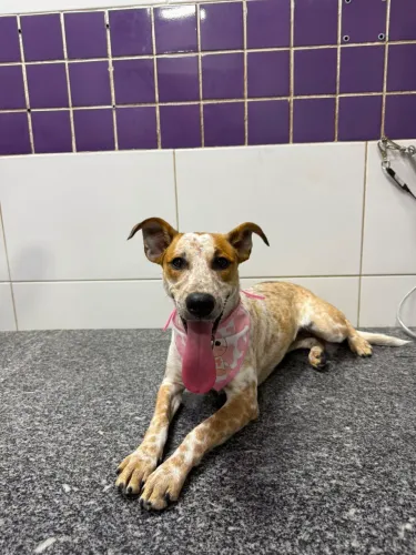 Doação cachorrinha