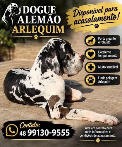Dogue Alemão Alerquim