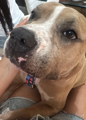 Adoção responsável - Pitbull Manso Extremamente Dócil 