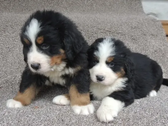 Um coração enorme em quatro patas ? Bernese em até 12x sem juros