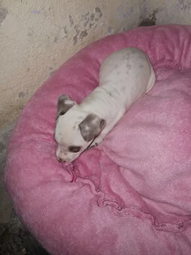 Pra vender filhote de dalmata