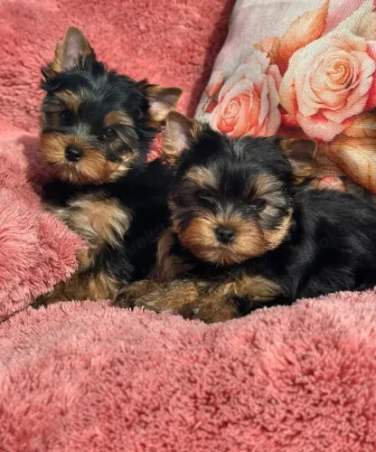 Baby yorkshire com saúde em dia e temperamento equilibrado