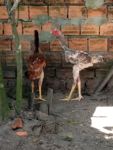 Índio Gigante Casal