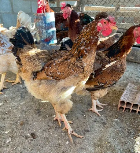 Galinhas sertaneja balão GSB