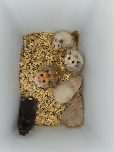 Hamsters 