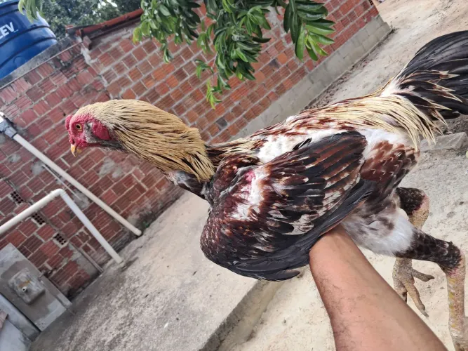 Frango Indio