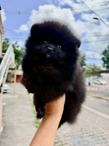 Spitz.macho preto