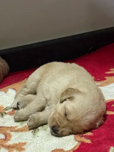 Filhotes de Golden Retriever Machos com Pedigree