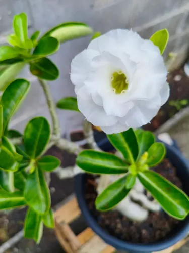 Rosa do deserto branca polar (matriz) 5 galhos enxertados