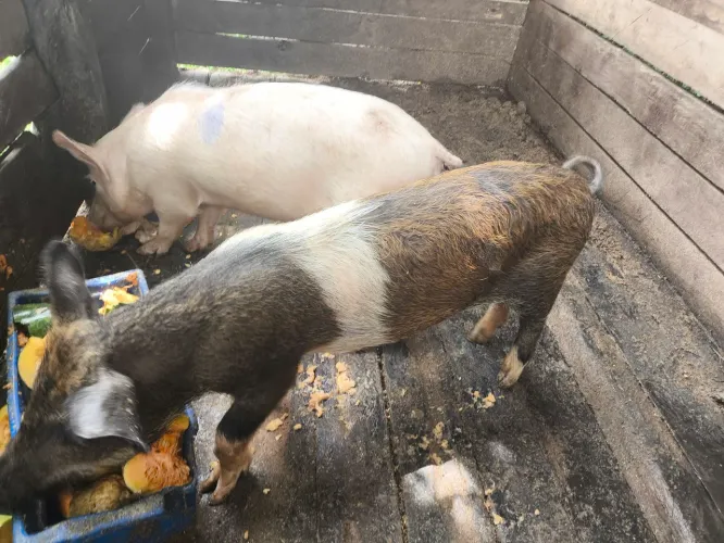 Vendo 2 leitoas
