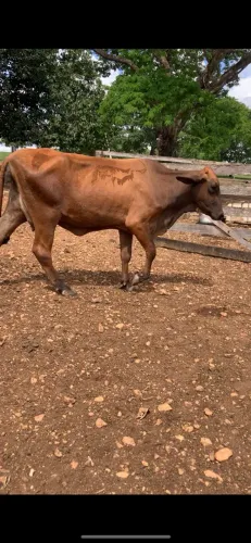 Vendo 5 vacas paridas de macho
