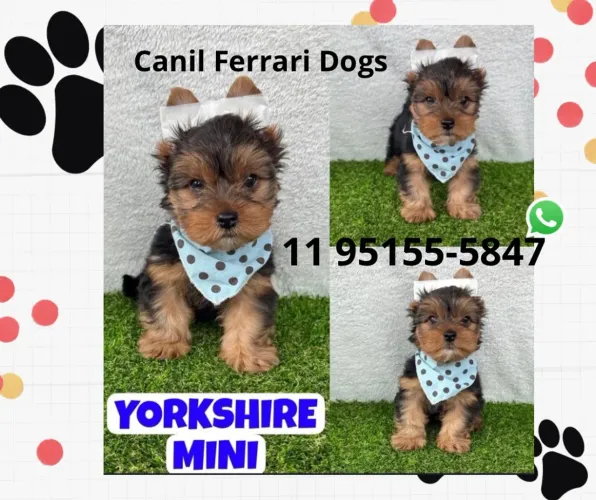 Belos filhotes de yorkshire