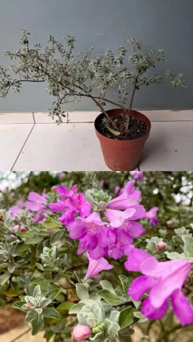 Planta