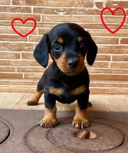 Cachorro sabadão de ofertas salsichinha fêmea zap 85 99629.3794