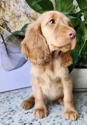 Lindos Filhotes de Cocker Com Pedigree!!