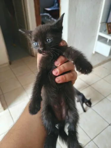 Dia de gatinhos