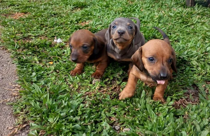 Lindos bebes de dachshund cores exoticas