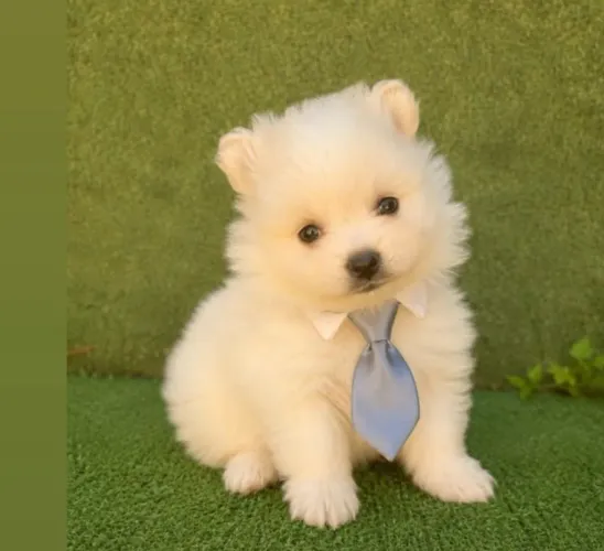 Filhotes de spitz alemão anão