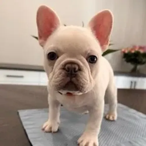 Bulldog Francês,Bulldog Francês Filhote Selecionado com Alta Procedência Familiar