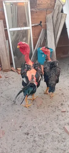 Galo