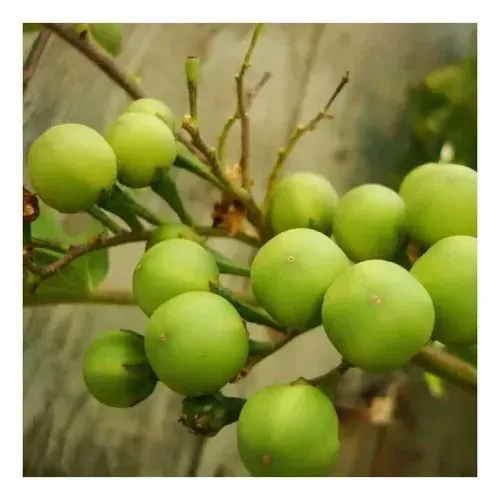 Jurobeba